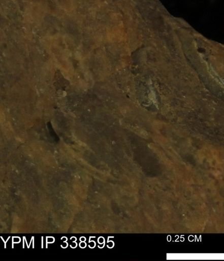 undet. Mollusca