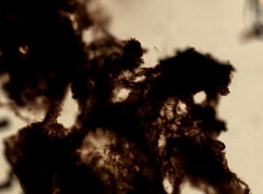 Iotrochota birotulata