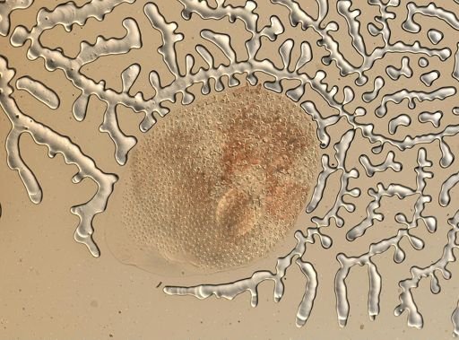 Lagisca floccosa