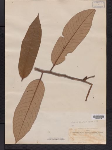 Myristica