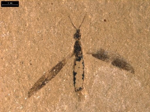 taxon undetermined