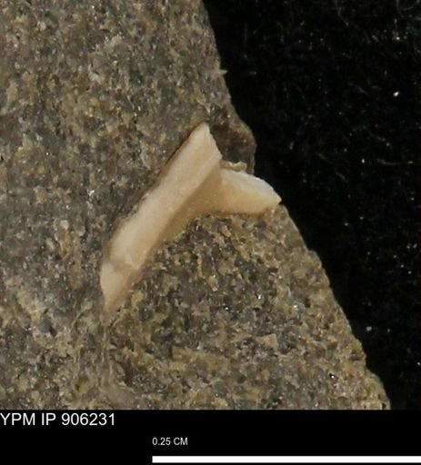 undet. Bivalvia