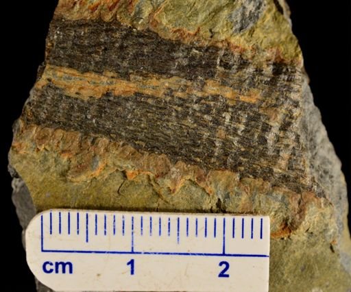 Colpodexylon deatsii