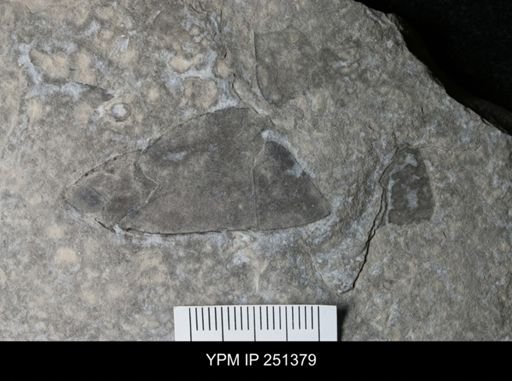 undet. Eurypterida