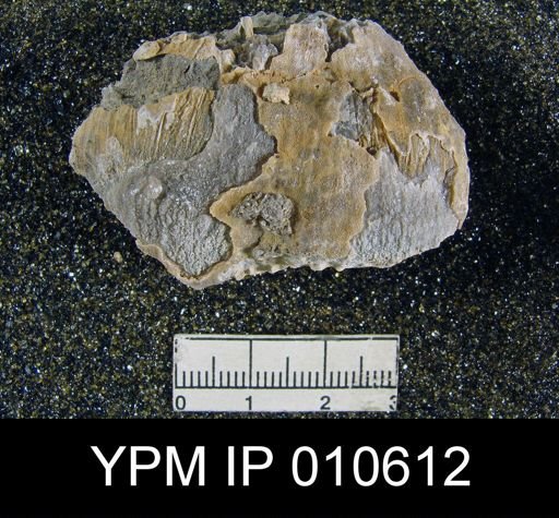 Productus ivesi