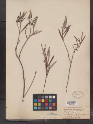 Andromeda glaucophylla