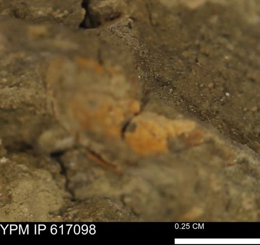 undet. Mollusca