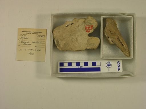 Mylodon sp.