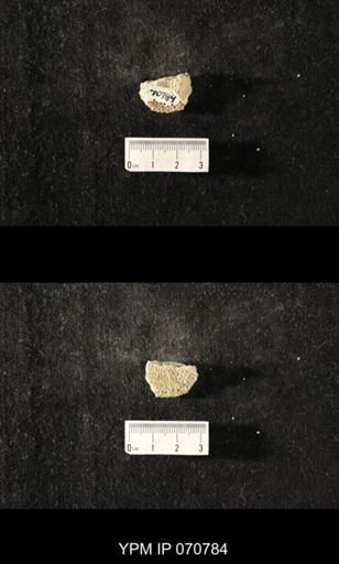 Favosites sp.