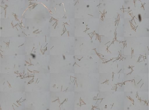 Agelas sp.