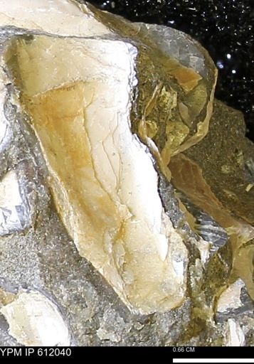 Pseudoptera subtortuosa