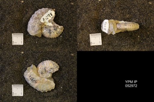 Discoscaphites gulosus