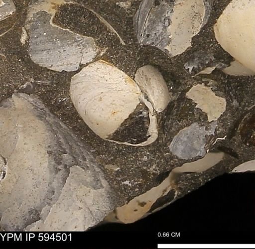 Protocardia sp.