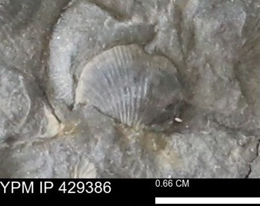 Devonochonetes scitulus