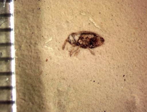 undet. Curculionidae