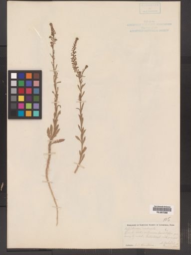 Lepidium ruderale