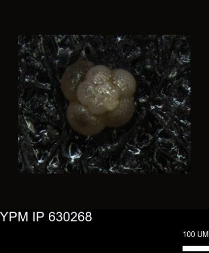 undet. Foraminiferida
