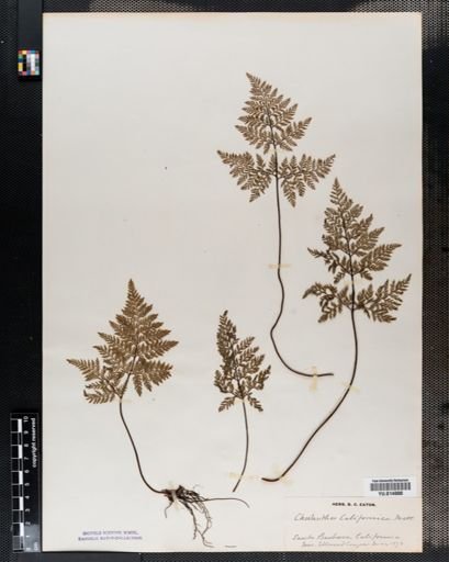 Cheilanthes