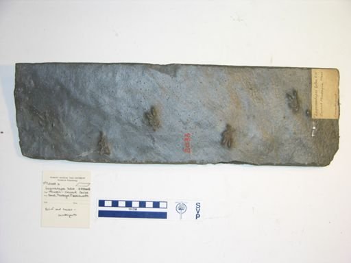 Lagunculapes latus