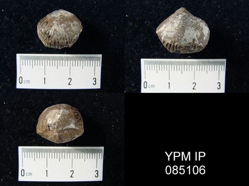Uncinulus wilsoni
