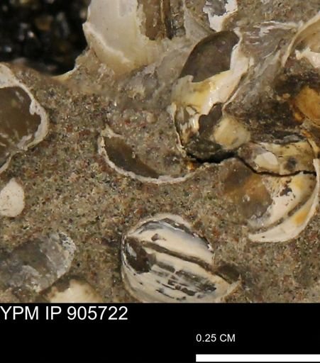 undet. Mollusca