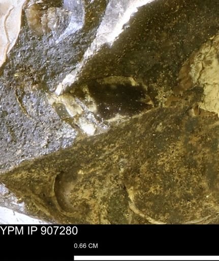 undet. Mollusca