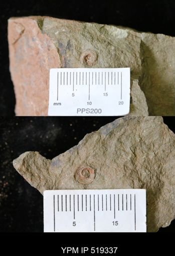 undet. Gastropoda