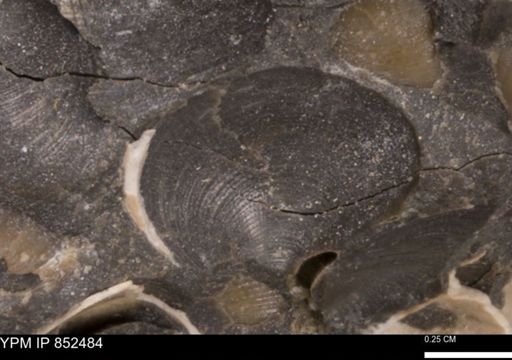 Limopsis striatopunctatus