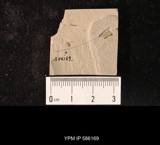 undet. Hemiptera