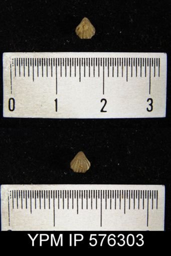 Camarotoechia neglecta