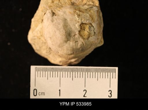 Rafinesquina minnesotensis