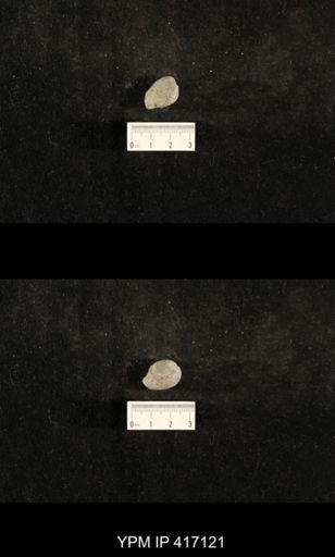 Trepospira sphaerulata