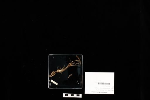 Lepidophyma flavimaculatum