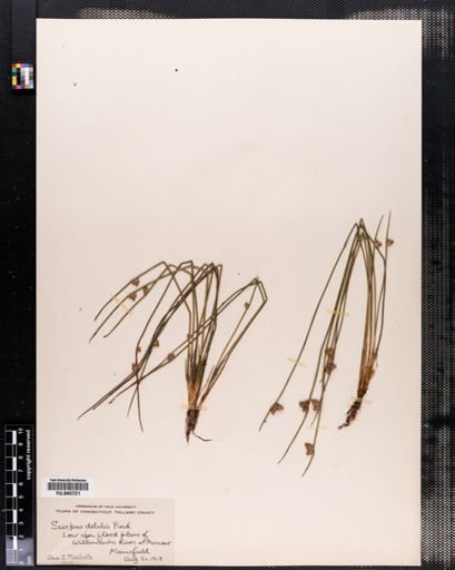 Scirpus debilis