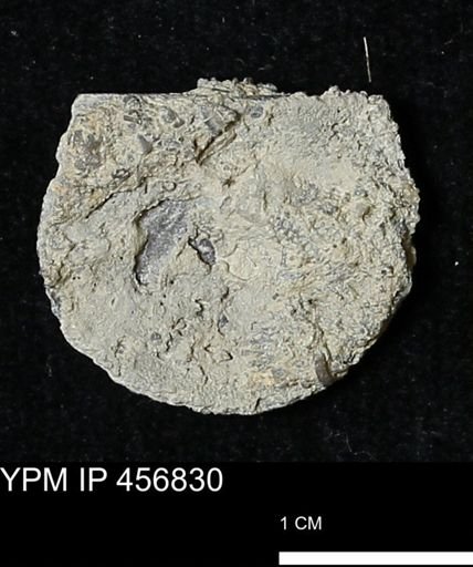 Stropheodonta sp.
