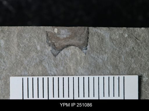 undet. Eurypterida