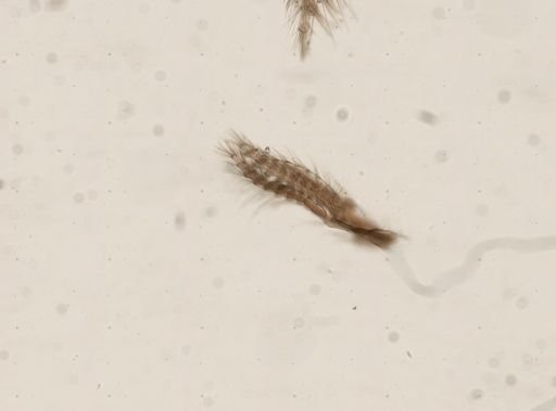 Balanus crenatus