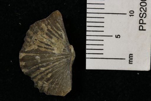 Platystrophia sp.