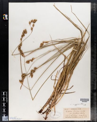Carex foenea