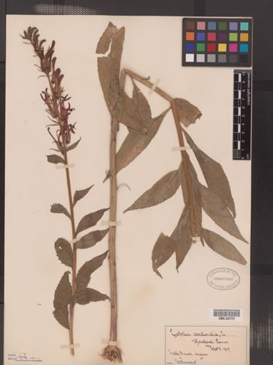 Lobelia cardinalis