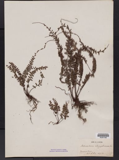 Adiantum