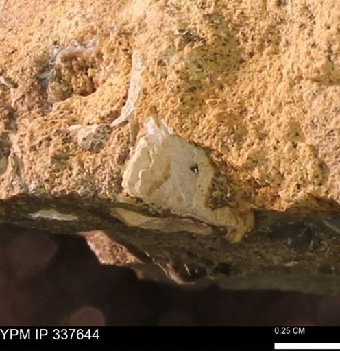 undet. Mollusca