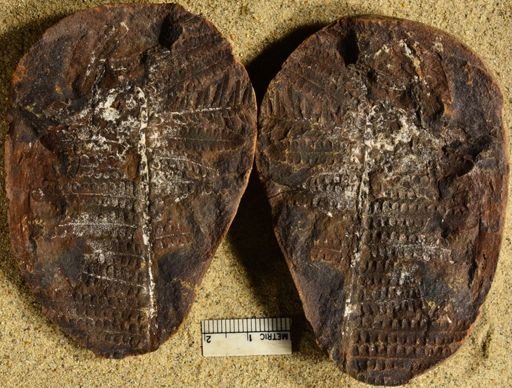 Pecopteris