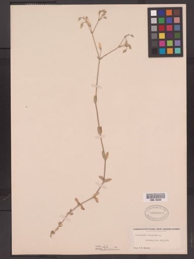 Cerastium vulgatum