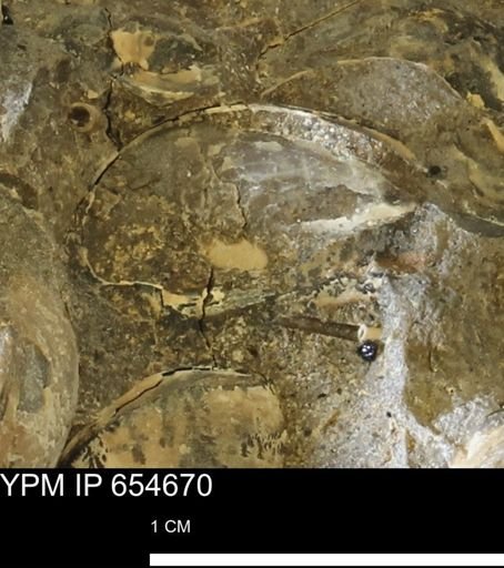 Dosiniopsis deweyi