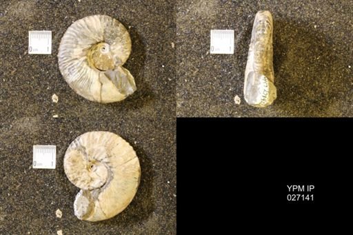 Hoploscaphites comprimus