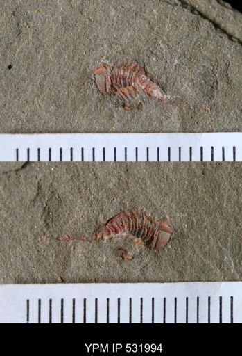 undet. Trilobita