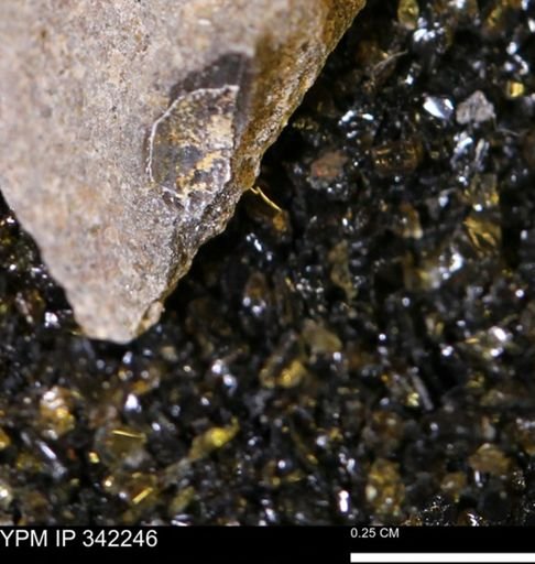 undet. Gastropoda