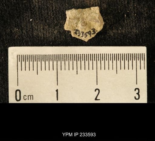 Archaeocidaris sp.