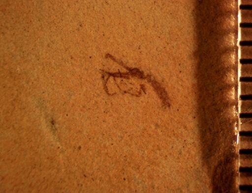 Orthoptera?